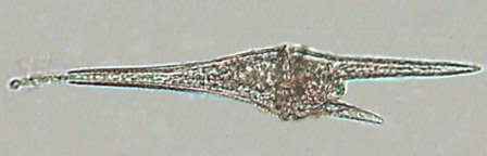 Ceratium furca dinoflagellate